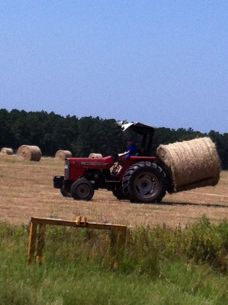 Kaleb moving hay to the barn