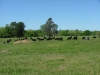 SJ Cows Grazing