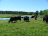 Contented Cows