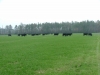 Grazing