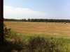 Hay meadow