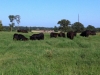 Cattle enjoying good grass