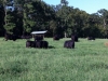 Good grass