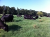 Plenty of good grass this year