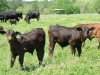 SJ Calves