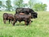 SJ Cows and Calves