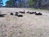 Calves Taking a Break