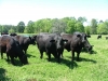 SJ Cows and Bull March 2012