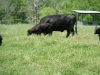 SJ Cows