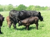 Cow and Calf