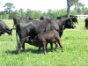 Milking Time