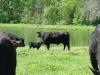 Nice Cow