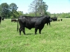 Young Cow